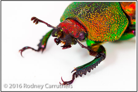 9th January 2016 - Photo a Day - Day 9 - Home studio a Christmas Beetle. 10 days late.