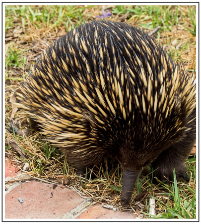 15th January 2016 - Day 15 of my Diary - Echidna at Silverleaves (Phillip Island)