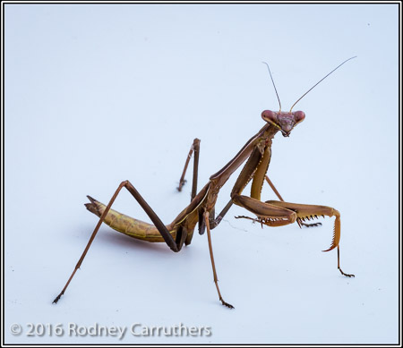 18th January 2016 - Photo a Day - Day 18 - Mantid at Home - Set up in lightbox by Jennie