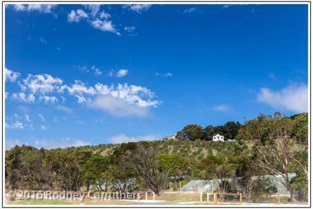 13th February 2016 - Photo a Day - Day 44 - Silverwaters Vineyard - Phillip Island Road Anderson