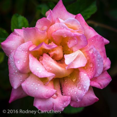 19th February 2016 - Photo a Day - Day 50 - Frankston Olivers Hill