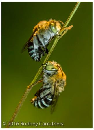 23rd February 2016 - Photo a Day - Day 54 - my 2016 Blue Banded Bees