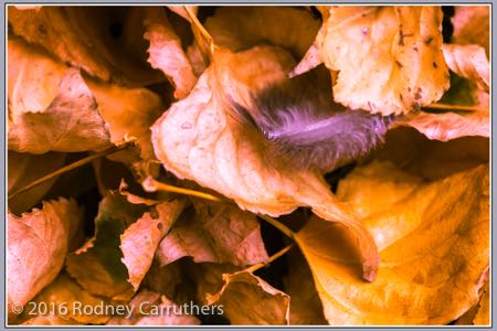 5th March 2016 - Photo a Day - Day 64 - My 2016 Diary - Autumn Leaves