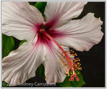 7th March 2016 - Photo a Day - Day 67 - My 2016 Diary - Hibiscus  Macro - 