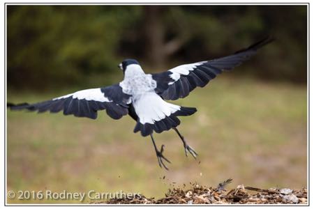 9th March 2016 - Photo a Day - Day 69 - My 2016 Diary - Magpie in the wood chips 
