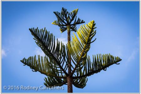 15th March 2016 - Photo a Day - Day 76 - My 2016 Diary - Norfolk Island Pine