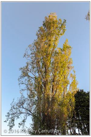 16th March 2016 - Photo a Day - Day 77 - My 2016 Diary - Silver Birch