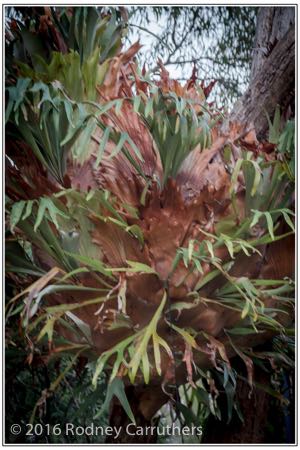 17th March 2016 - Photo a Day - Day 78 - My 2016 Diary - Stag Horn Ferns