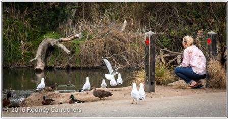 23rd March 2016 - Photo a Day - Day 84 - My 2016 Diary - Ducks and Gulls