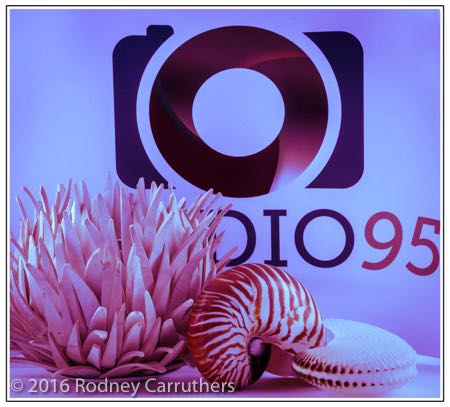 13th April 2016 - Photo a Day - Day 104 - My 2016 Diary - Sea Shells - Playing with Light