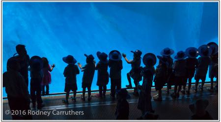 14th April 2016 - Photo a Day - Day 105 - My 2016 Diary - Melbourne Zoo - The Acquarium