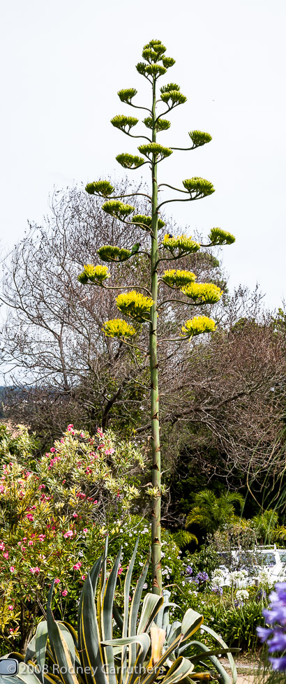 Century Plant - 27th January, 2008