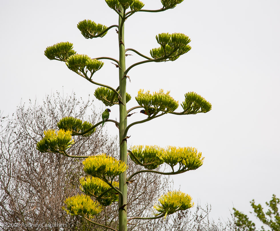 Century Plant - 27th January, 2008