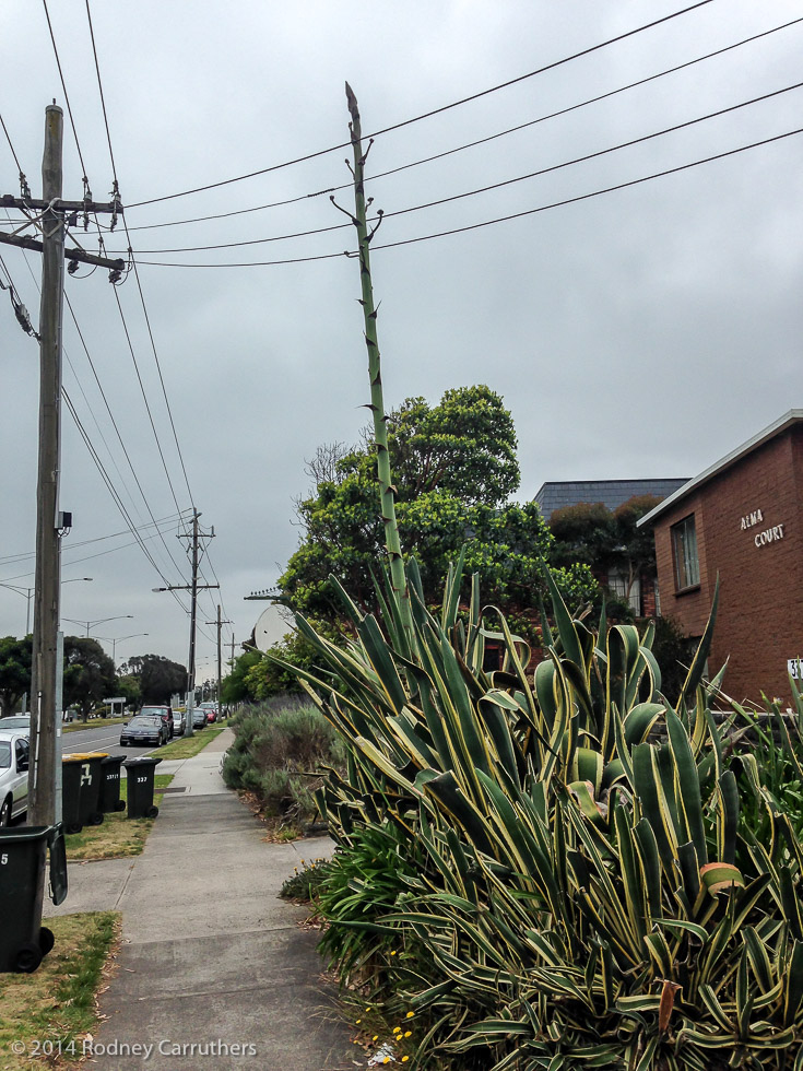 8th December 2014 - Agave Amreicano - nepean Highway Frankston