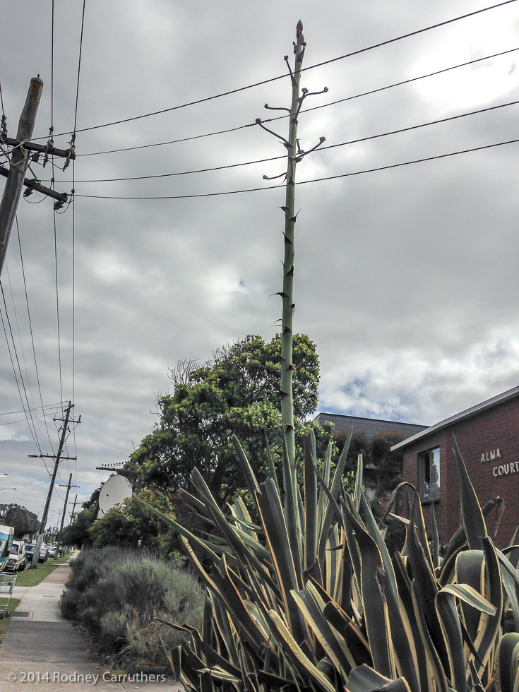 8th December 2014 - Agave Amreicano - nepean Highway Frankston