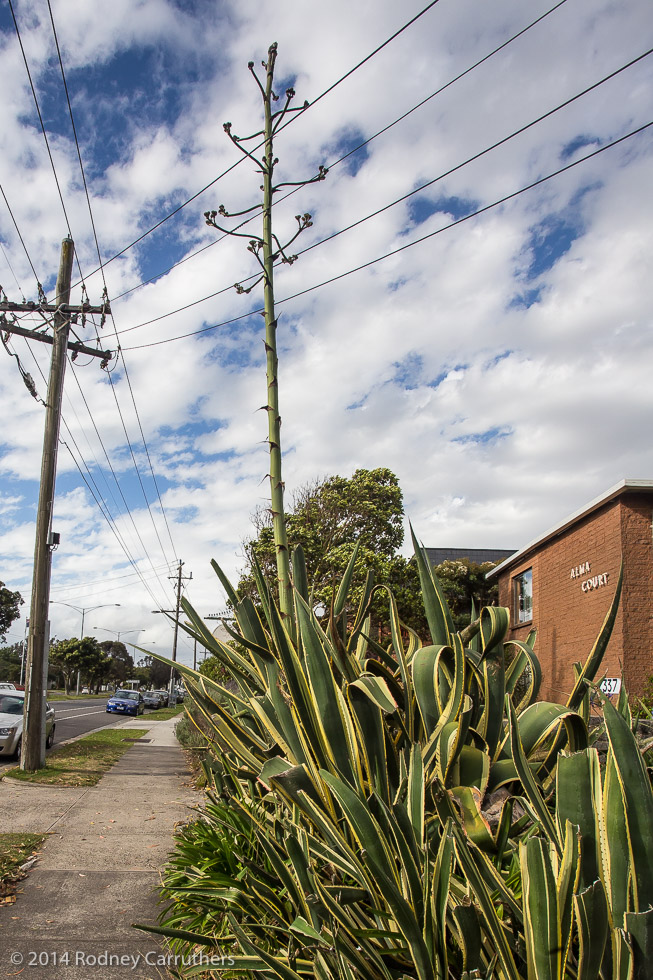 16th December 2014 - Agave Amreicano - Nepean Highway Frankston