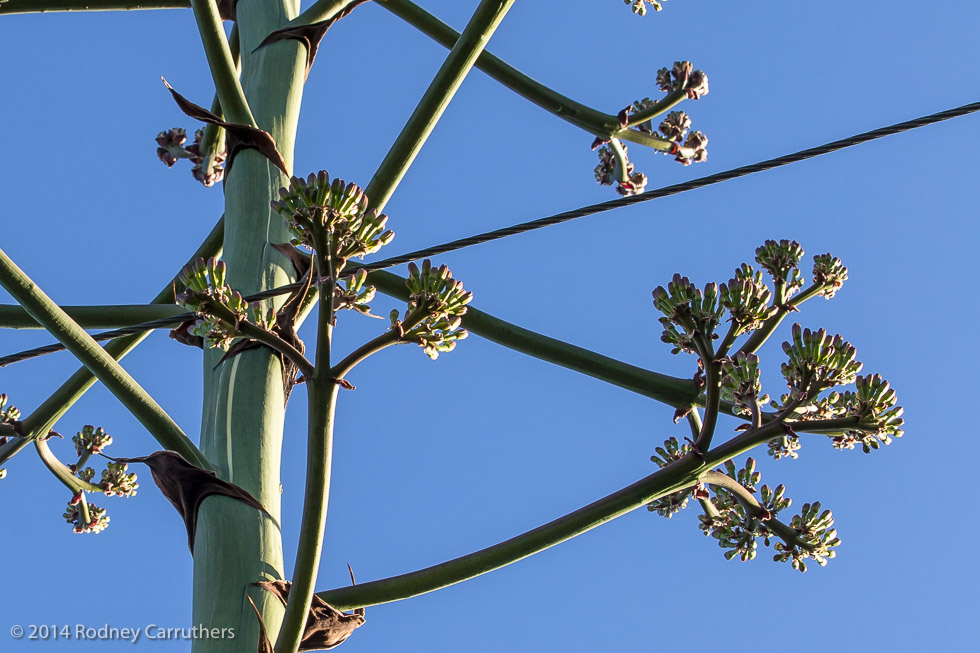 24th December 2014 - Agave Amreicano - Nepean Highway Frankston