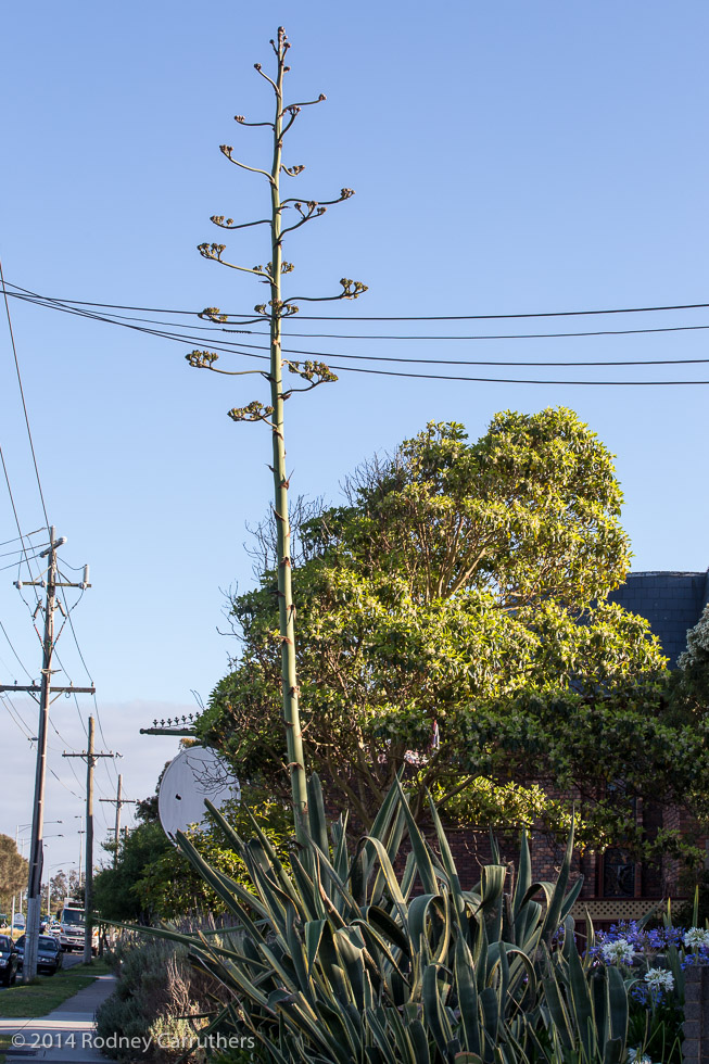 24th December 2014 - Agave Amreicano - Nepean Highway Frankston