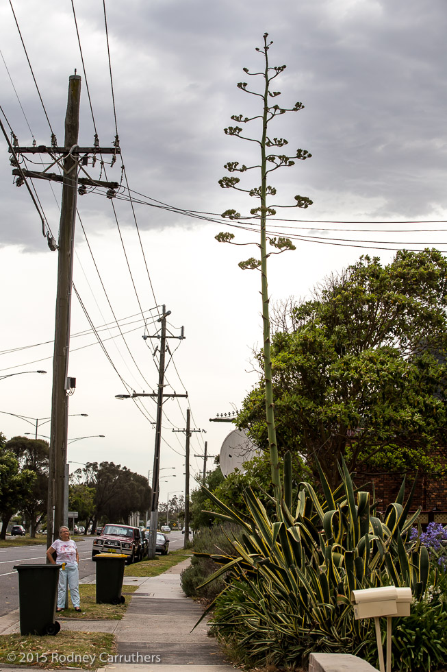 3rd January 2015 - Agave Amreicano - Nepean Highway Frankston