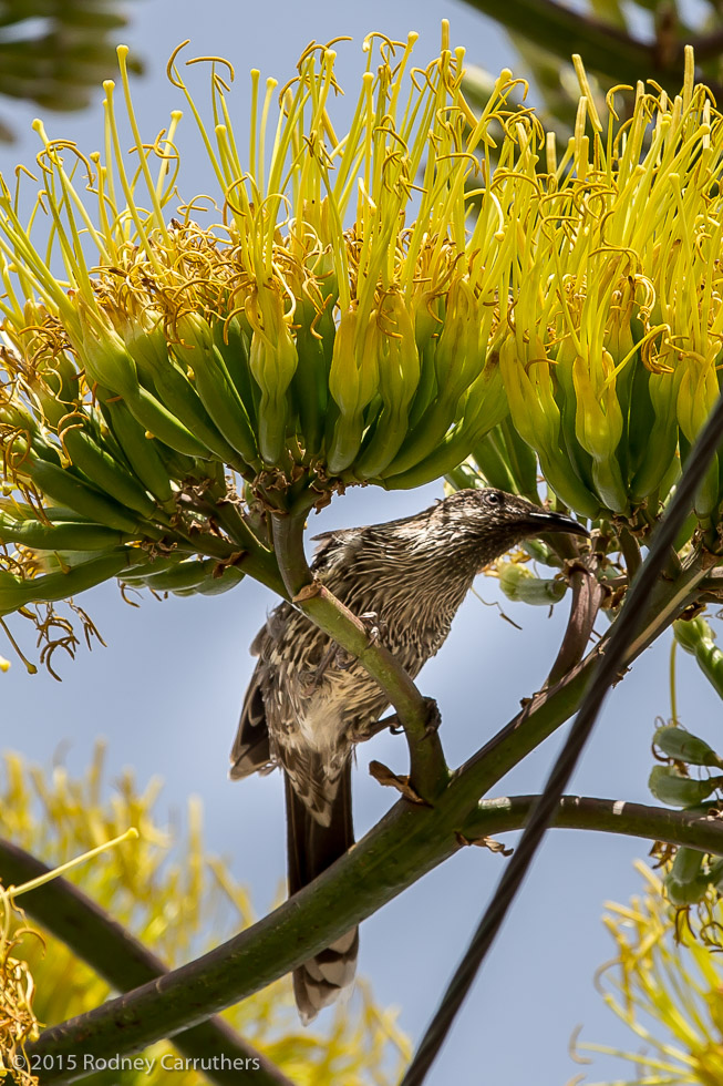 13th February 2015 - Agave Amreicano - Nepean Highway Frankston. - Finally, the birds have arrived.