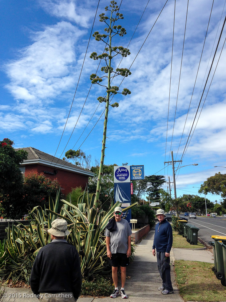 16th January 2015 - Agave Amreicano - Nepean Highway Frankston