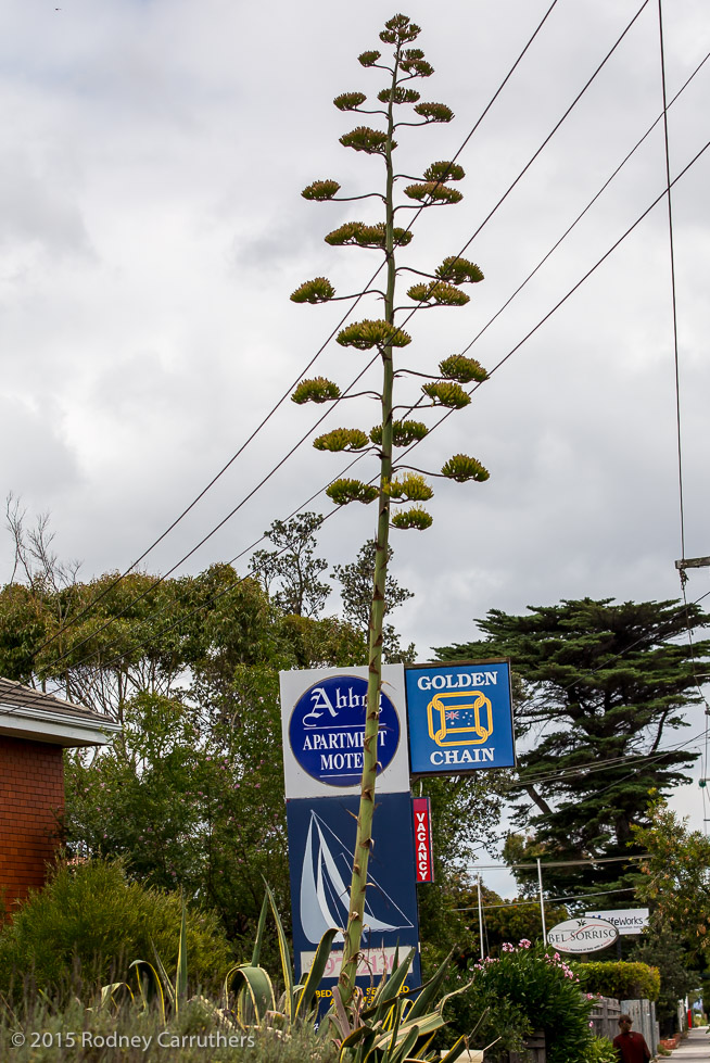 27th January 2015 - Agave Amreicano - Nepean Highway Frankston. - 7 years today since I photographed this same plant at Bill McNeilly's 