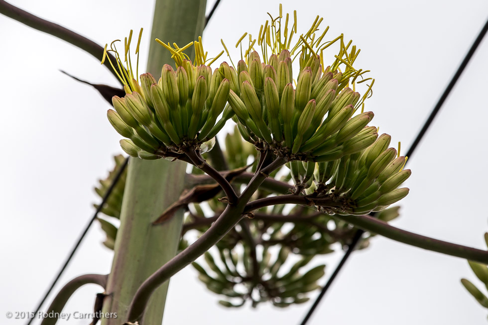 27th January 2015 - Agave Amreicano - Nepean Highway Frankston. - 7 years today since I photographed this same plant at Bill McNeilly's 