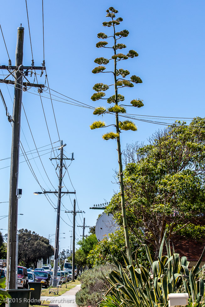 3rd February 2015 - Agave Amreicano - Nepean Highway Frankston. - 7 years today since I photographed this same plant at Bill McNeilly's 