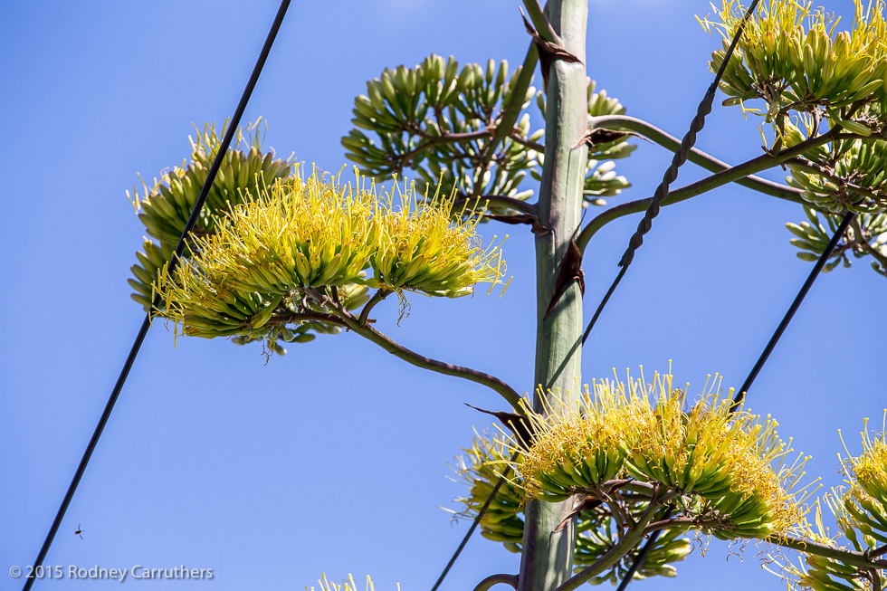 3rd February 2015 - Agave Amreicano - Nepean Highway Frankston. - 7 years today since I photographed this same plant at Bill McNeilly's 