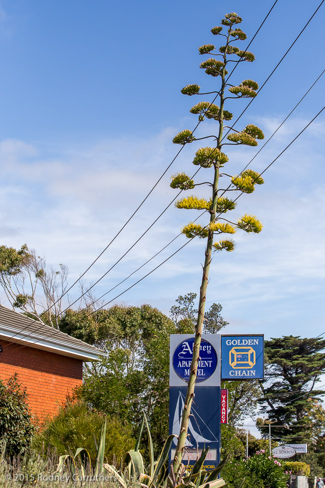 3rd February 2015 - Agave Amreicano - Nepean Highway Frankston. - 7 years today since I photographed this same plant at Bill McNeilly's 