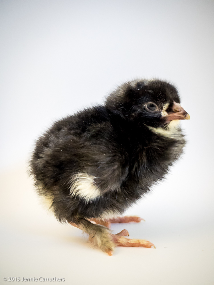 18th October 2015 - Chickens 1 day old to 5 days old