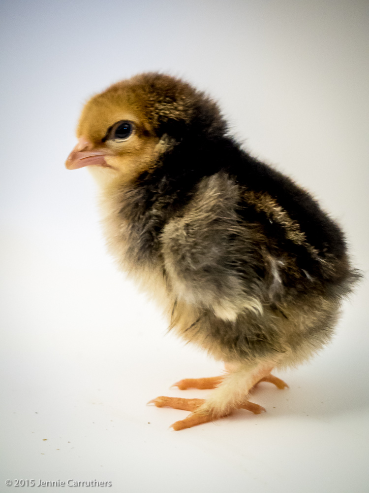 18th October 2015 - Chickens 1 day old to 5 days old