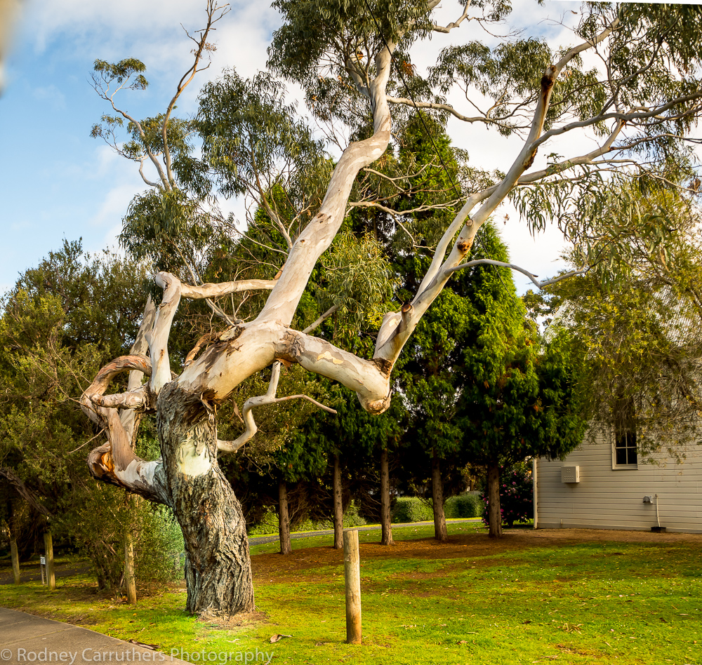 Old Gum Tree outside Uniting Church Cowes