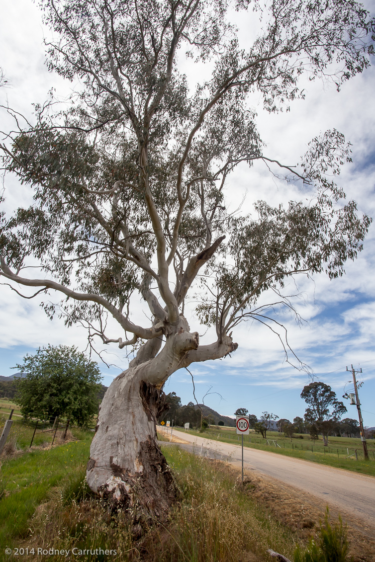 4th November, 2014 Wangaratta Jazz Festival - from Whitfield to Power's Lookout and onto King River