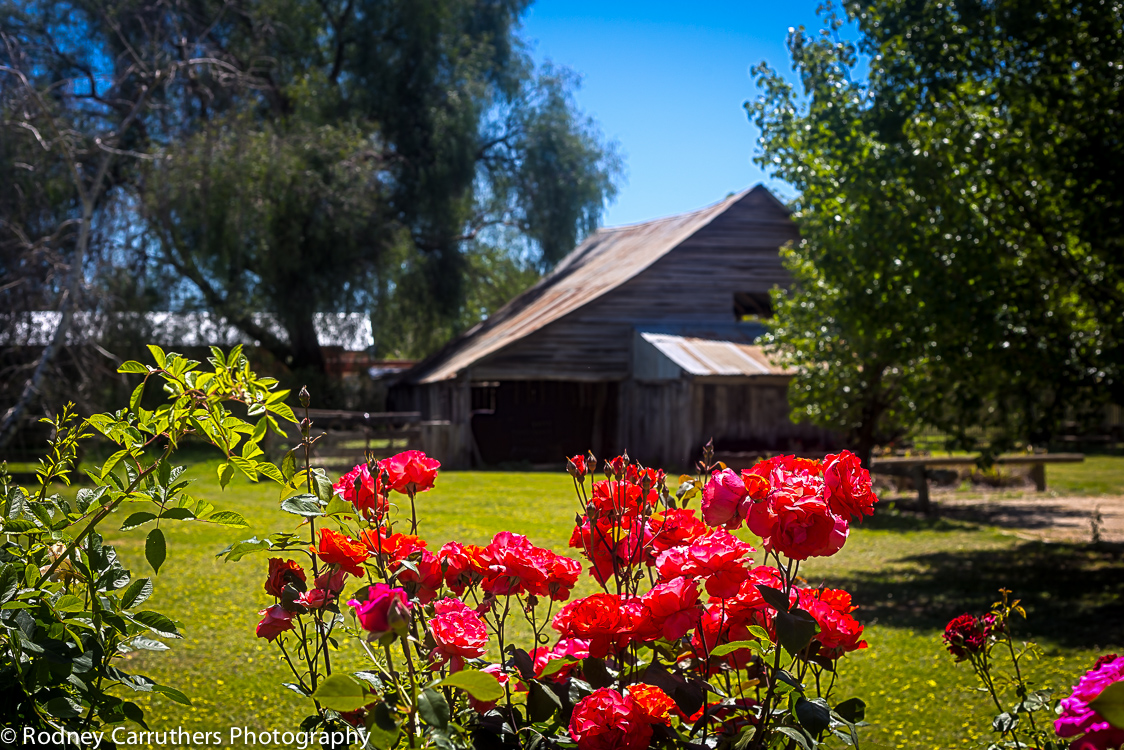 5th November, Wangaratta Jazz Festival - Millewa Cheese and Bakery -