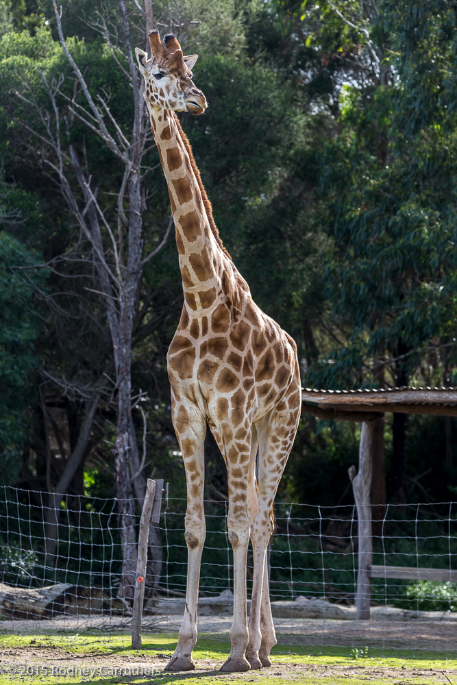21st July 2015 - Werribee Park Zoo